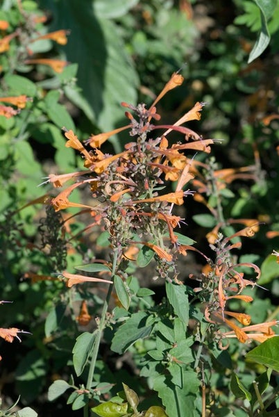 Agastache rupestris, Duftnessel, orange-lila Blüten, ca. 11x11 cm Topf