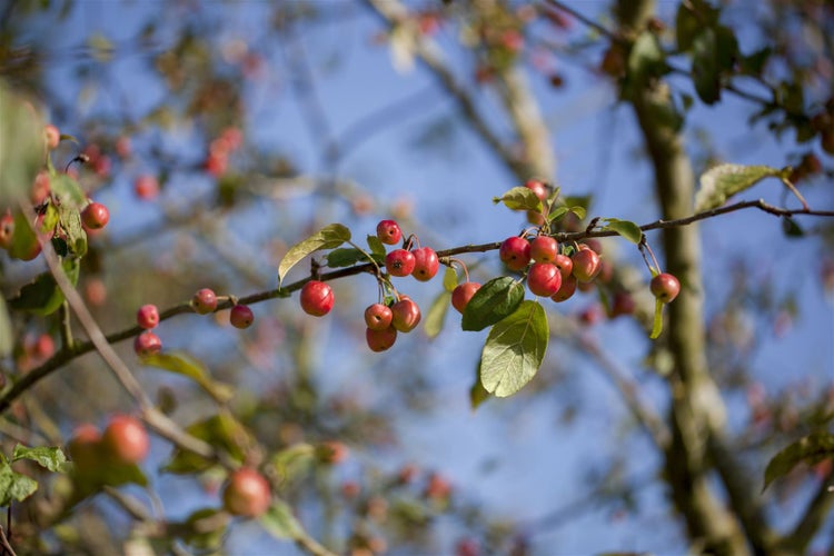 Malus 'Red Sentinel', Zierapfel, rote Früchte, 60–100 cm