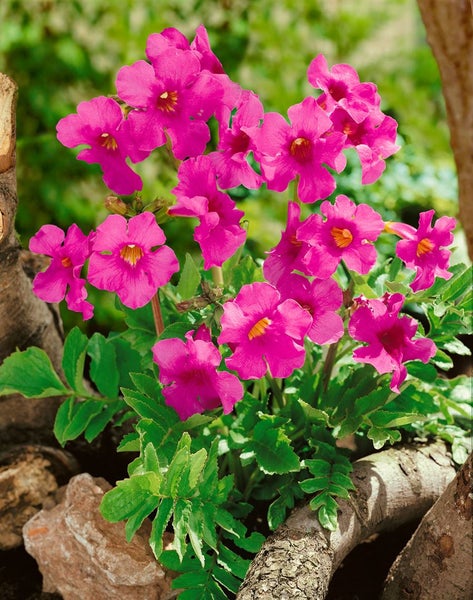 Blühende Andenbeere Pflanze mit pinkfarbenen Blüten im Garten.