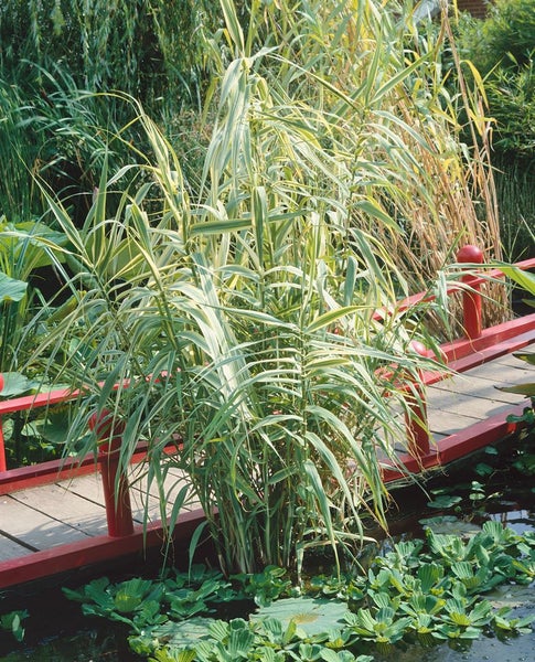 Arundo donax 'Variegata', Riesenschilf, gestreift, ca. 11x11 cm Topf