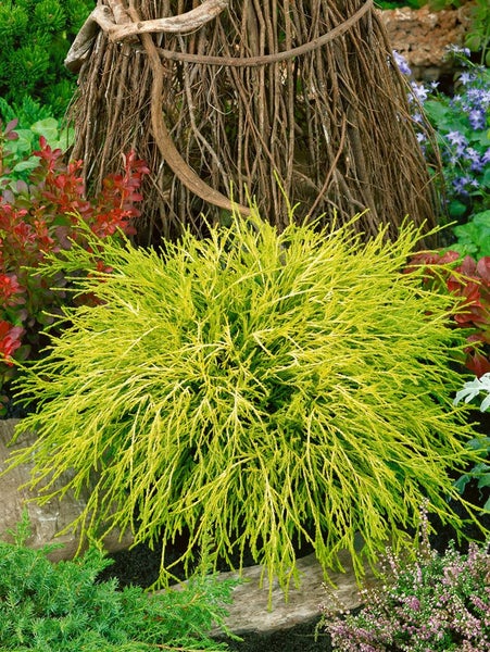 Chamaecyparis pisifera 'Filifera Aurea Nana', gelbgrün, 20–30 cm