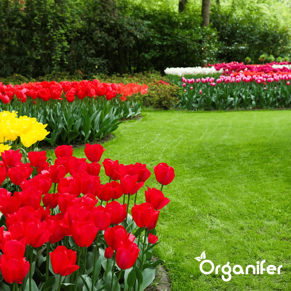 Tulpenbeete in einem Garten mit Rasenfläche