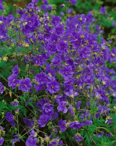 Geranium himalayense 'Plenum', Himalaya-Storchschnabel, gefüllt, ca. 9x9 cm Topf