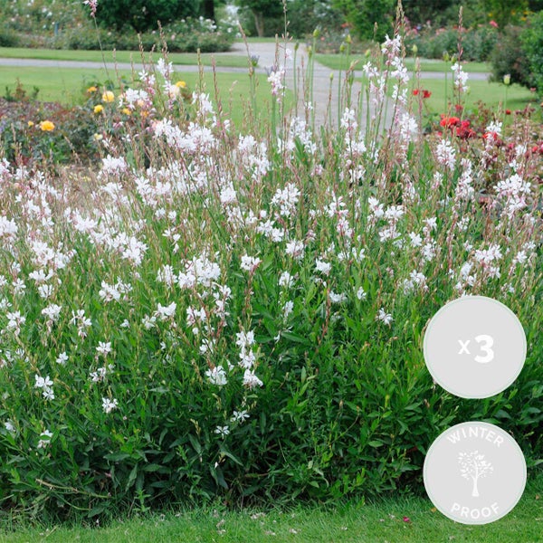 Lavendel im Topf, Topfdurchmesser 9 cm, Pflanzhöhe 10 bis 15 cm