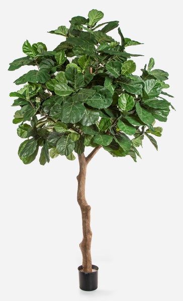Künstliche Geigenfeige Ficus Lyrata im schwarzen Kunststofftopf mit großen grünen Blättern.