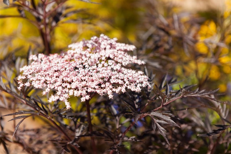 Sambucus nigra 'Black Lace', Schwarzer Holunder, dunkelrot, 100–125 cm