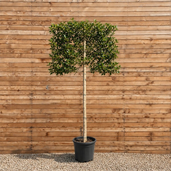 Ilex als Formgehölz in quadratischer Schnittform als Hochstamm im Kunststofftopf.