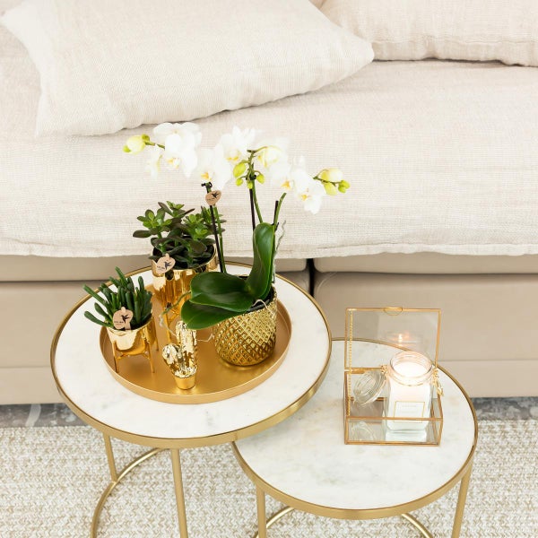 Kolibri Orchids weiße Phalaenopsis-Orchidee Amabilis + Diamant-Dekotopf gold Topfgröße 9cm 45cm hoch blühende Zimmerpflanze im Blumentopf frisch vom Züchter
