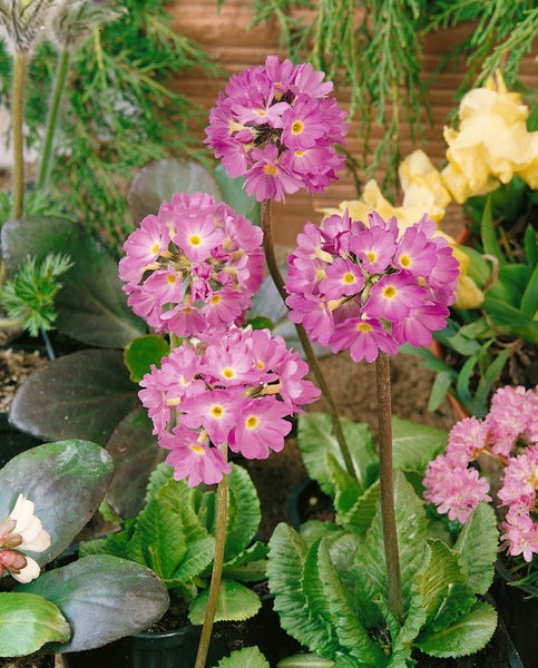 Primula denticulata 'Lilac', Kugelprimel, lila, ca. 9x9 cm Topf