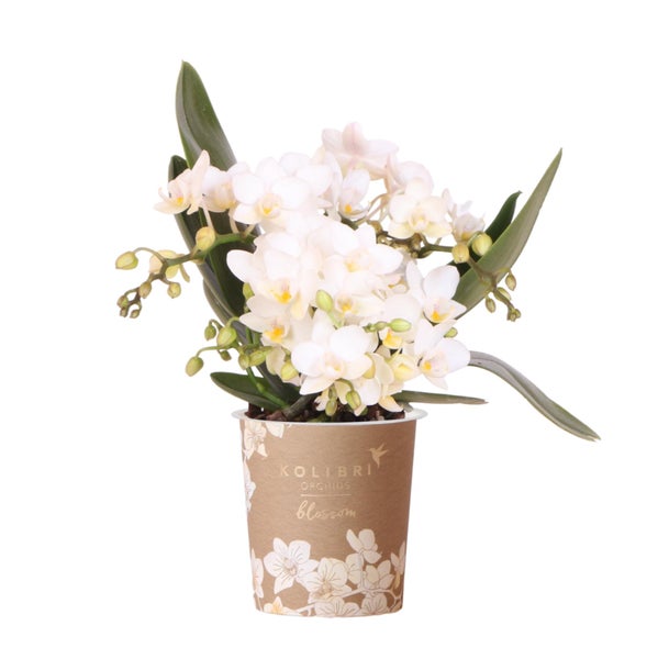 Kolibri Orchids Blossom Orchidee im Topf
