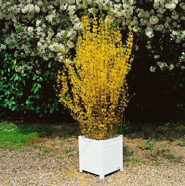 Forsythia 'Lynwood Gold', Goldglöckchen, leuchtend gelb, 60–80 cm