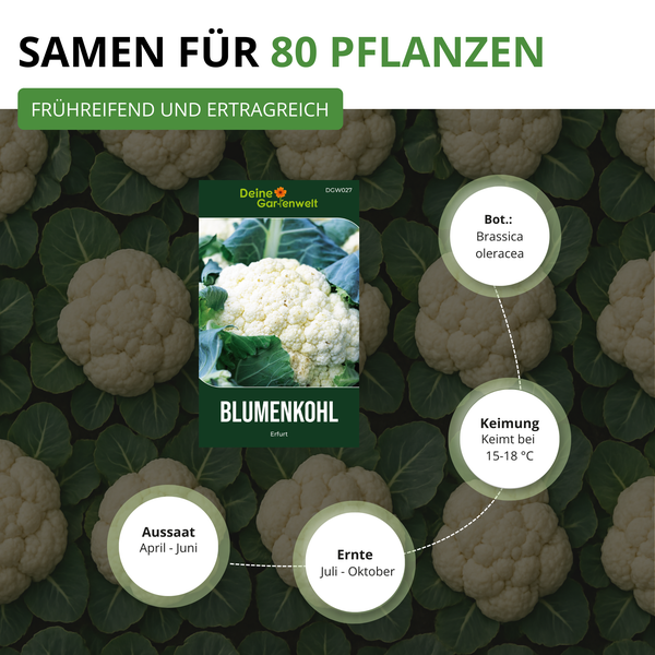 Deine Gartenwelt Logo. Samen für 80 Pflanzen Blumenkohl Erfurt. Keimung 15 bis 18 Grad Celsius. Aussaat April bis Juni, Ernte Juli bis Oktober.