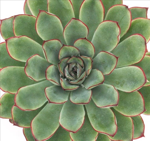 Echeveria pulidonis - grosse Pflanze im 12cm Topf