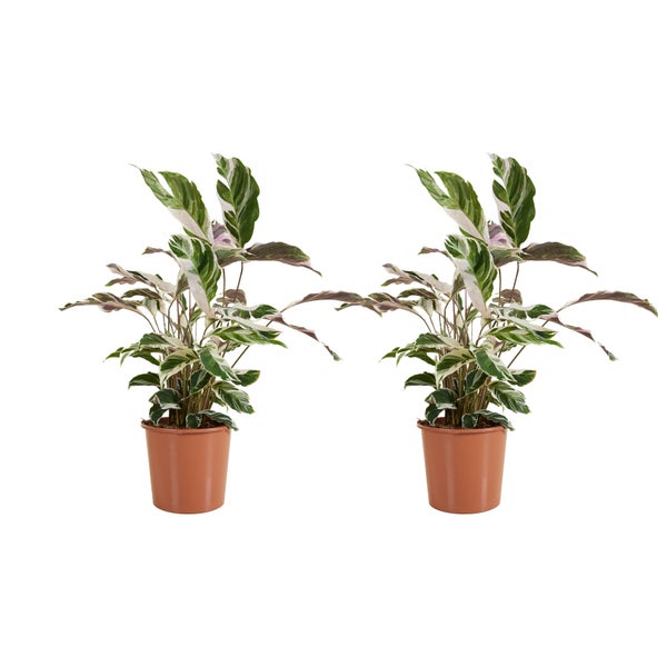 Bloomique - 2er Set - Calathea White Fusion - Korbmarante - Zimmerpflanzen - Pflegeleicht - Luftreinigend - Höhe 60-80 cm - Topf 17 cm