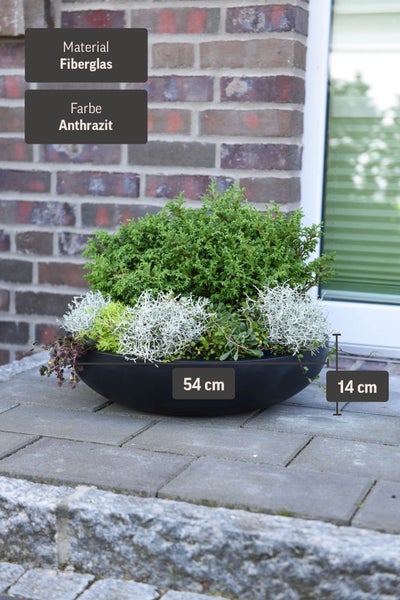 Bepflanzte Pflanzschale aus Fiberglas in Anthrazit, Durchmesser 54 Zentimeter, Höhe 14 Zentimeter.