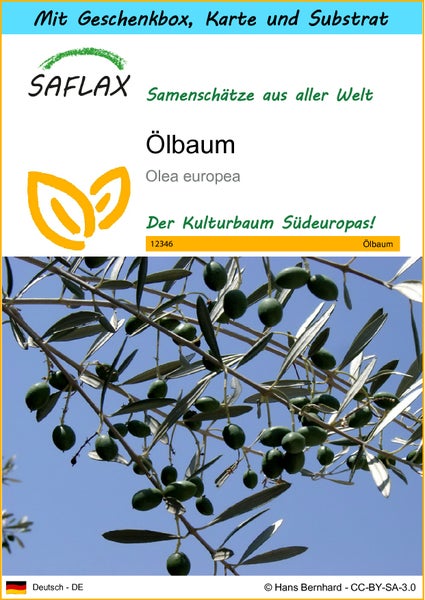 SAFLAX Geschenk Set - Ölbaum - Olea europea - 20 Samen - Mit Geschenkbox, Versandaufkleber, Geschenkkarte und Anzuchtsubstrat