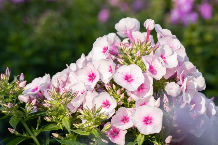Phlox subulata 'Amazing Grace', Teppichphlox, weiß, ca. 9x9 cm Topf