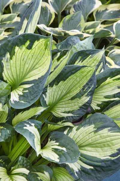 Hosta x fortunei 'Whirlwind', Funkie, grün-weiß, ca. 11x11 cm Topf