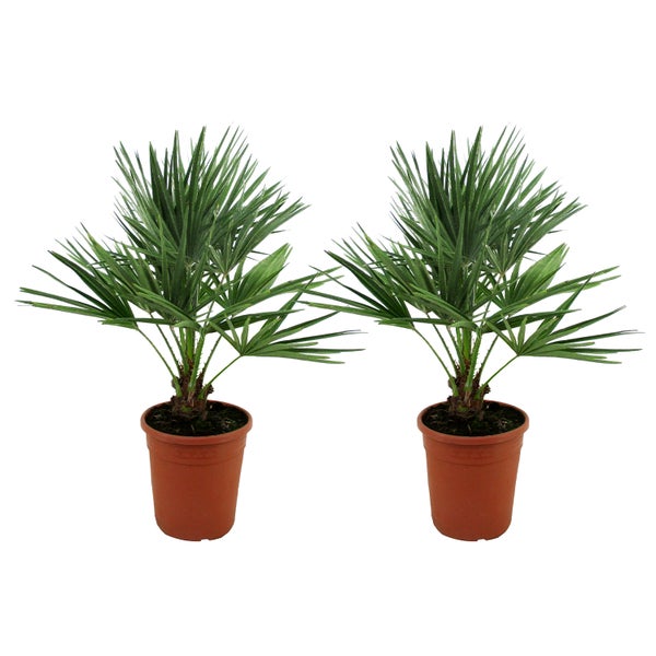 2x Chamaerops Humilis – Europäische Zwergpalme – Palme – Winterhart – ⌀21 cm – ↕70-80 cm