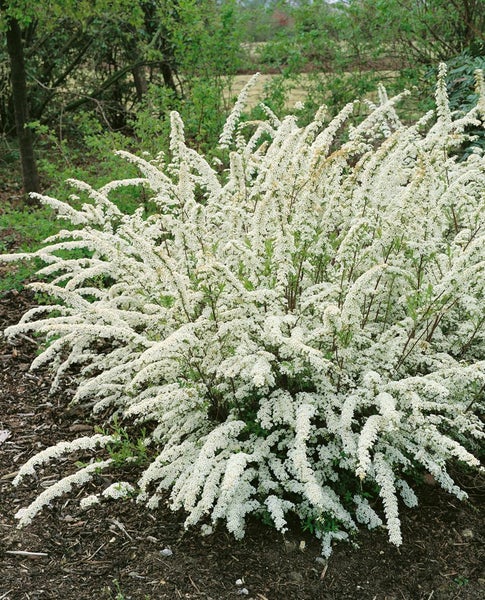 Spiraea cinerea 'Grefsheim', Aschgraue Spiere, weiß, 80–100 cm