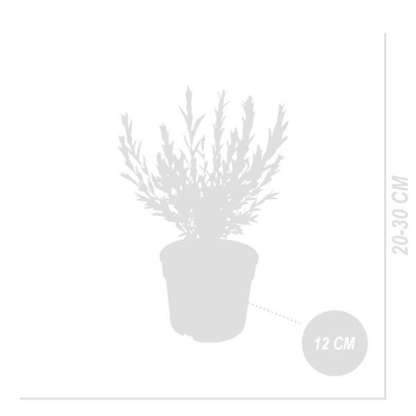 Bloomique - 2er-Set - Salix Integra Flamingo - Bunte Weide - Gartenpflanzen - Winterhart - 30-40 cm hoch - Topf 12 cm