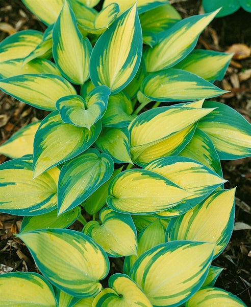 Hosta x tardiana 'June', Funkie, blaugrün-gelb, ca. 11x11 cm Topf