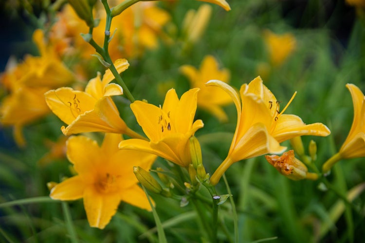 Hemerocallis x cult. 'Thumbelina', Taglilie, gelb, ca. 11x11 cm Topf