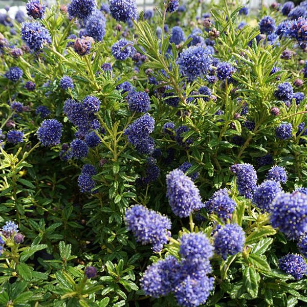 Blütenbusch mit blauen Blüten