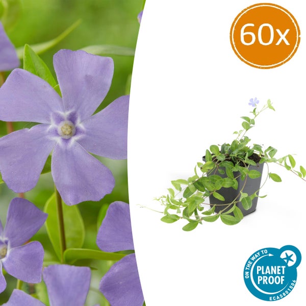 Kleines Immergrün Vinca minor im 60er-Pack, On the way to PlanetProof zertifiziert.
