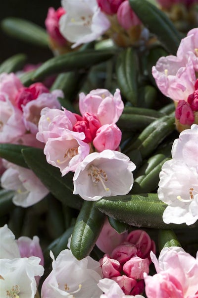 Rhododendron yakushimanum 'Koichiro Wada', weiß, 30–40 cm