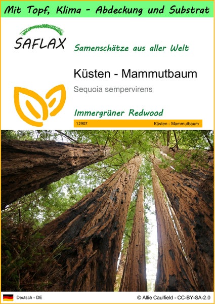 SAFLAX Garden to go - Küsten - Mammutbaum - Sequoia sempervirens - 50 Samen - Mit Topf, Klima - Deckel und Anzuchtsubstrat