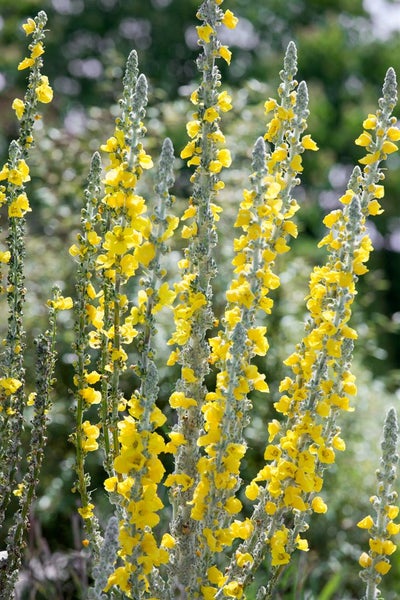 Verbascum bombyciferum, Silber-Königskerze, silbergrau, ca. 9x9 cm Topf