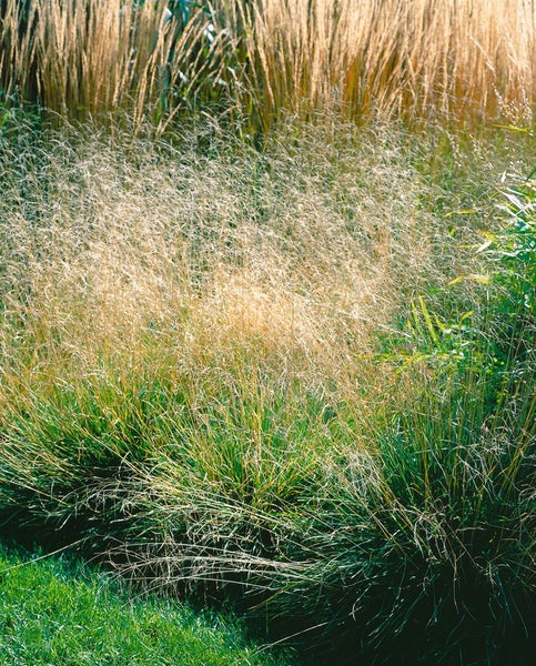 Deschampsia cespitosa 'Schottland', Schmiele, ca. 9x9 cm Topf