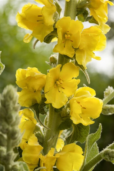 Nahaufnahme einer Königskerze mit gelben Blüten