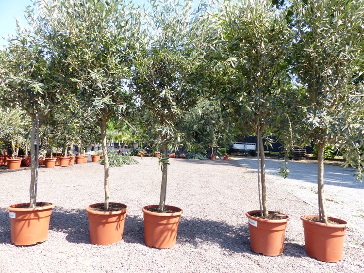 Nahaufnahme eines Olivenbaums Olea europaea mit zahlreichen grünen Oliven an den Zweigen.