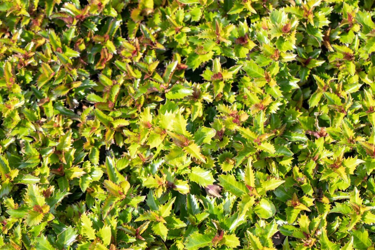 Ilex meserveae 'Little Rascal', Stechpalme, kompakt, 30–40 cm