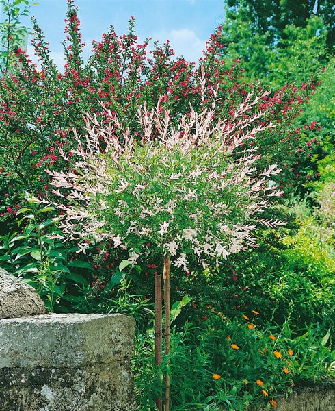 Salix integra 'Hakuro Nishiki', Japanische Weide, buntes Laub, 40–60 cm