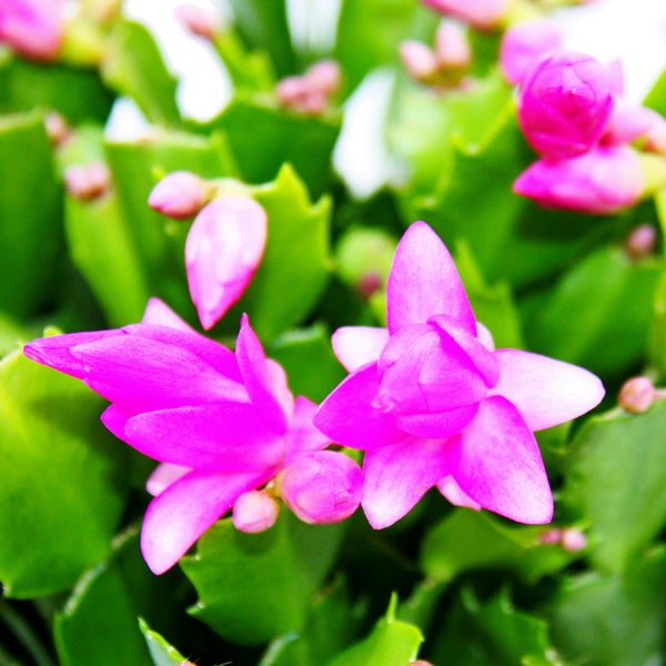 Nahaufnahme eines Weihnachtskaktus Schlumbergera mit rosa Blüten und grünen Gliedern.