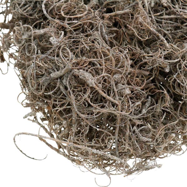 Zwei Naturzapfen für Dekoration, ein geöffneter und ein geschlossener Zapfen.