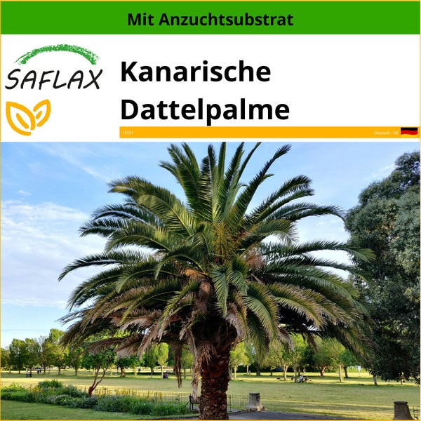 SAFLAX  - Kanarische Dattelpalme - Phoenix canariensis - 10 Samen - Mit keimfreiem Anzuchtsubstrat