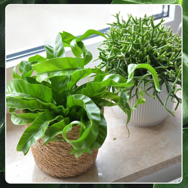 Nestfarn, Areca-Palme, Glückskastanie & Rutenkaktus – 4er Box Zimmerpflanzen Katzenliebe - Tierfreundliches Set - Höhe 15-70 cm - Töpfe 10,5-17 cm - Pflanzen für Wohnung & Büro