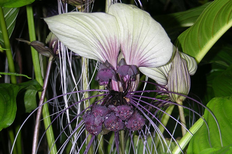 SAFLAX Garden to go - Nepalesische Riesen - Fledermausblume - Tacca nevia white - 10 Samen - Mit Topf, Klima - Deckel und Anzuchtsubstrat