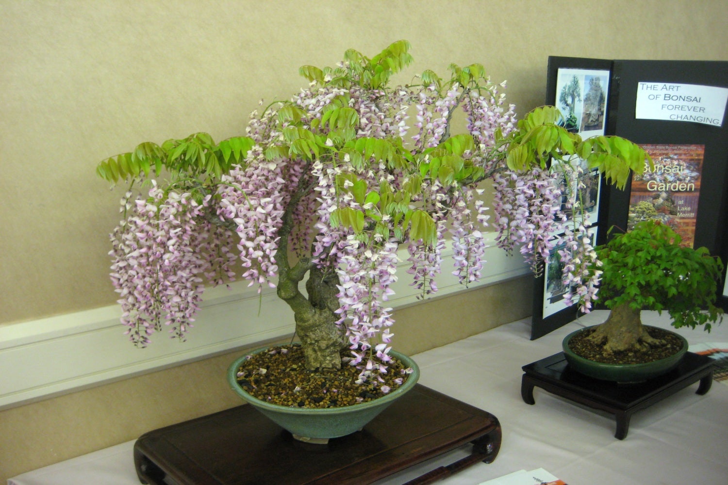 bonsai dünger Bonsaidünger - Mineralischer NPK Flüssigdünger mit Stickstoff main image 1