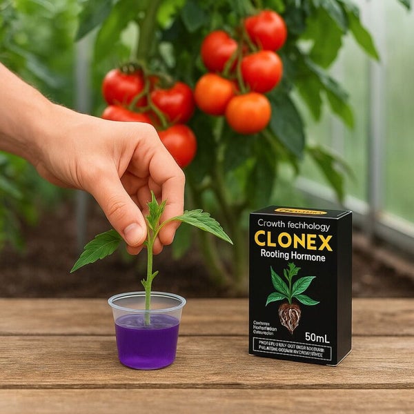 Hand hält Steckling in Bewurzelungslösung neben Clonex Bewurzelungshormon vor Tomatenpflanzen im Gewächshaus.