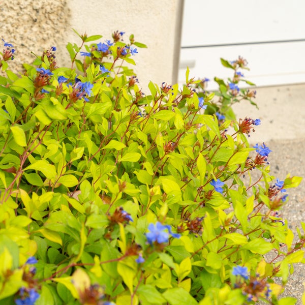 Chinesische Bleiwurz Ceratostigma plumbaginoides mit kleinen blauen Blüten und hellgrünen Blättern an rötlichen Stielen.