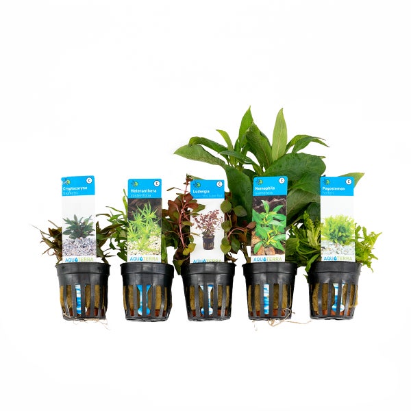 Bloomique - 5er Set - Aquarium Pflanzen Echt - Aquarium Zubehör - Wasserpflanzen - Reinigend - Sauerstoff - Pogostemon, Heteranthera, Wasserkelch, Riesen-Wasserfreund, Ludwigie - Höhe 15-20 cm