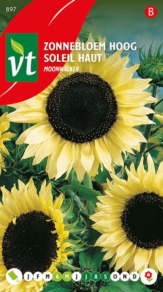 Sonnenblumen hochwachsend Sorte Moonwalker