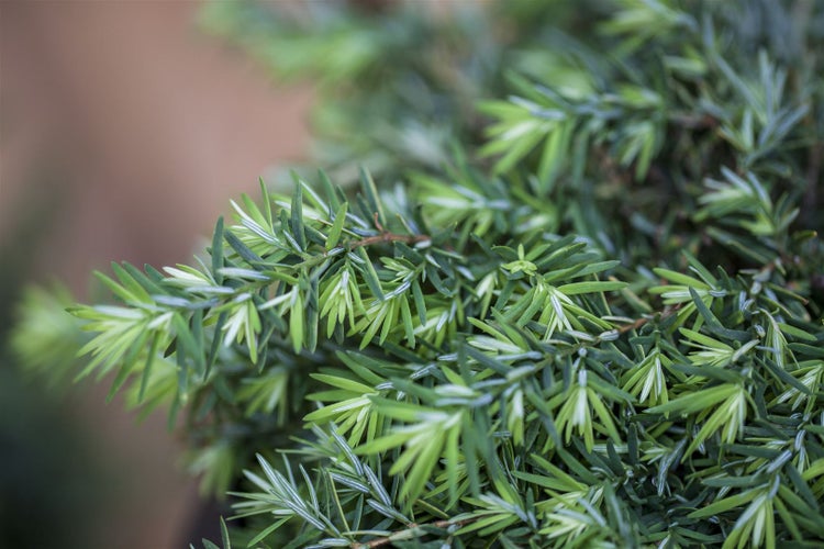 Tsuga canadensis 'Nana', Zwerg-Hemlocktanne, kompakt, 20–30 cm
