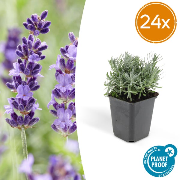 24 Stück Lavendel Lavandula angustifolia, Planet Proof zertifiziert, Jungpflanze im Topf und Nahaufnahme der Blüten.