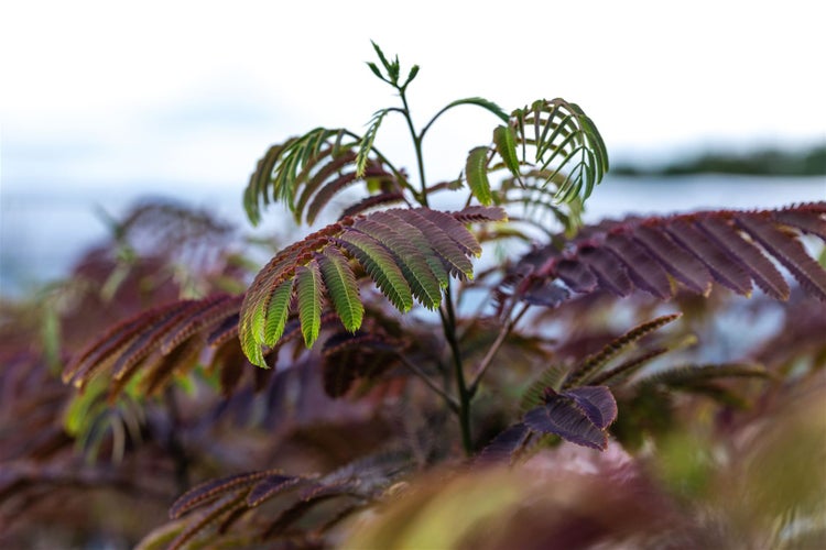 Albizia julibrissin 'Evey's Pride', Seidenbaum, 40–60 cm, rosa Blüten